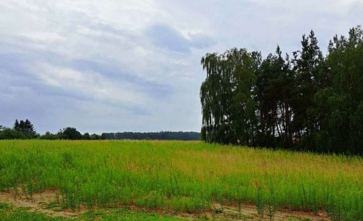 działka na sprzedaż - Koronowo (gw), Morzewiec